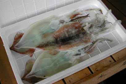 (�L)��萅�Y�@�����N���E�����������X�@�u���O