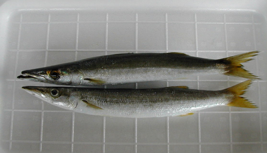 (�L)��萅�Y�@�����N���E�����������X�@�u���O