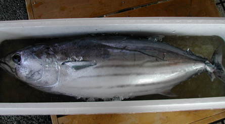 (�L)��萅�Y�@�����N���E�����������X�@�u���O