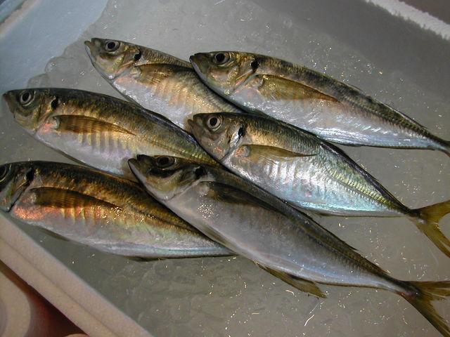 (�L)��萅�Y�@�����N���E�����������X�@�u���O