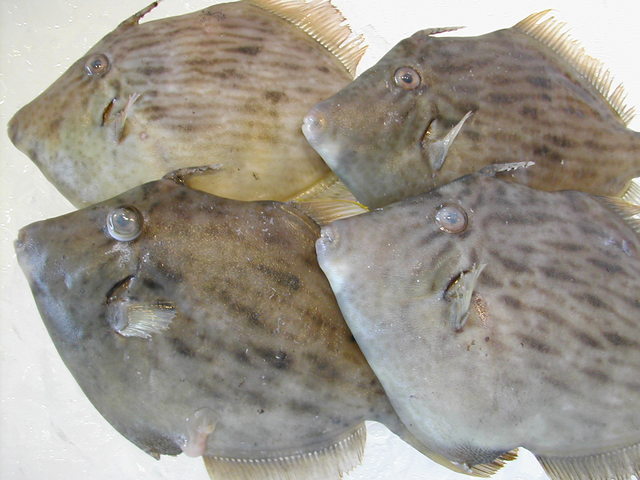 (�L)��萅�Y�@�����N���E�����������X�@�u���O