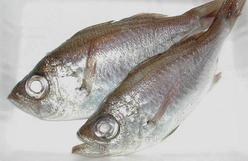 (�L)��萅�Y�@�����N���E�����������X�@�u���O