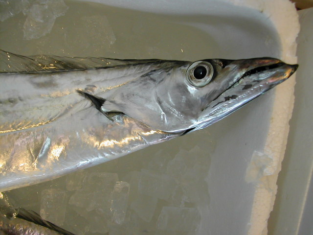 (�L)��萅�Y�@�����N���E�����������X�@�u���O