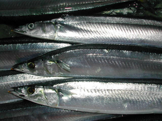 (�L)��萅�Y�@�����N���E�����������X�@�u���O