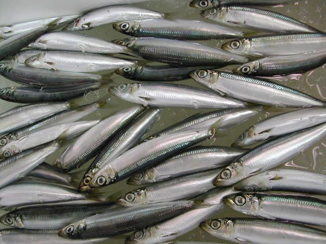 (�L)��萅�Y�@�����N���E�����������X�@�u���O