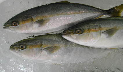 (�L)��萅�Y�@�����N���E�����������X�@�u���O