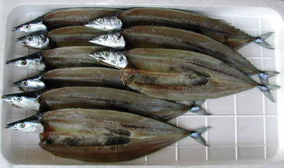 (�L)��萅�Y�@�����N���E�����������X�@�u���O