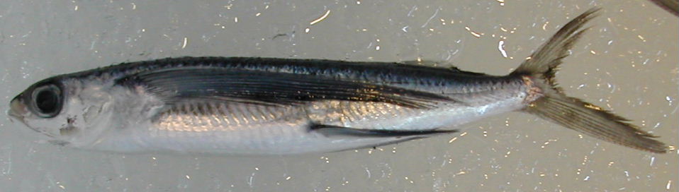 (�L)��萅�Y�@�����N���E�����������X�@�u���O