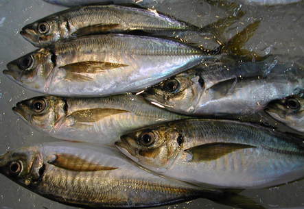 (�L)��萅�Y�@�����N���E�����������X�@�u���O