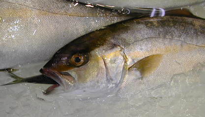 (�L)��萅�Y�@�����N���E�����������X�@�u���O