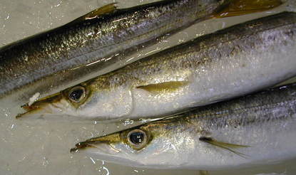 (�L)��萅�Y�@�����N���E�����������X�@�u���O