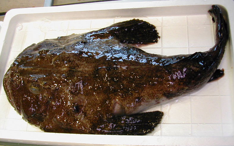 (�L)��萅�Y�@�����N���E�����������X�@�u���O