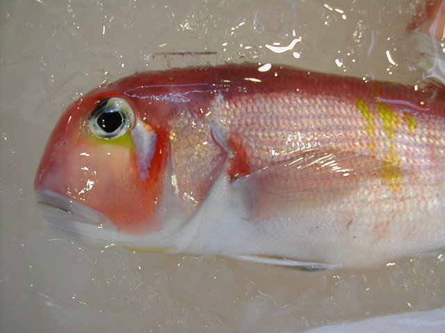 (�L)��萅�Y�@�����N���E�����������X�@�u���O