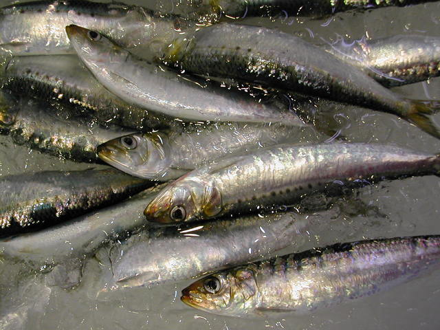 (�L)��萅�Y�@�����N���E�����������X�@�u���O