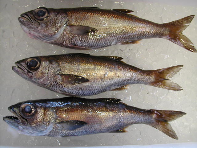 (�L)��萅�Y�@�����N���E�����������X�@�u���O