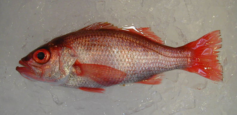 (�L)��萅�Y�@�����N���E�����������X�@�u���O