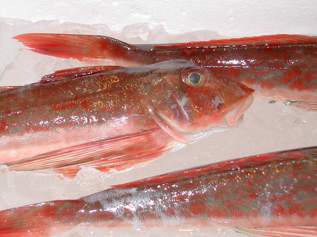 (�L)��萅�Y�@�����N���E�����������X�@�u���O