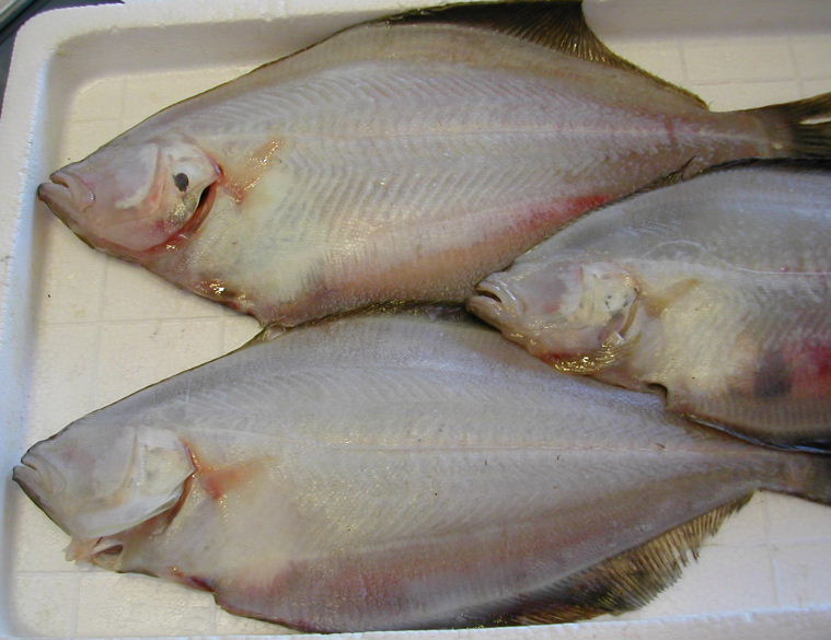 (�L)��萅�Y�@�����N���E�����������X�@�u���O