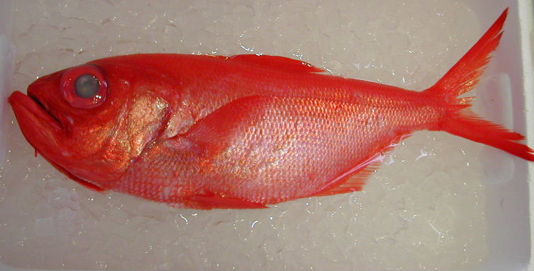 (�L)��萅�Y�@�����N���E�����������X�@�u���O