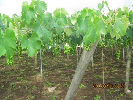 ���������đ���܂��񂩁H