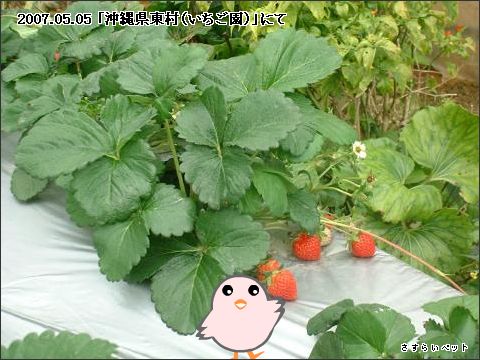 �����炢�̗��@�킩