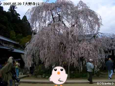 �����炢�̗��@�킩