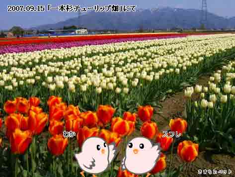 �����炢�̗��@�킩