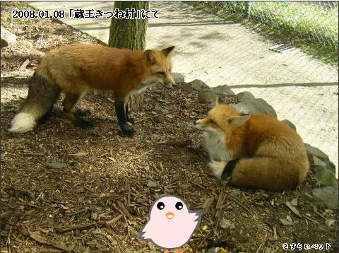 �����炢�̗��@�킩