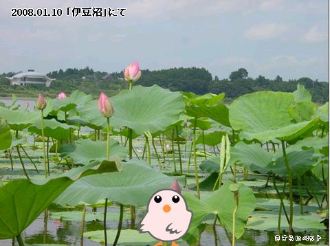 �����炢�̗��@�킩