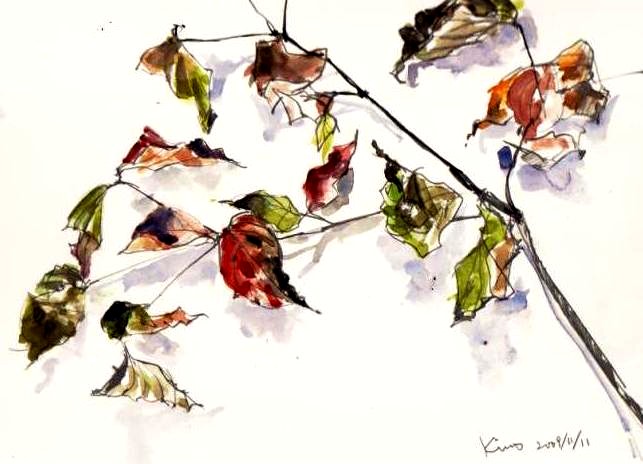 �L�m����̐��ʋ���