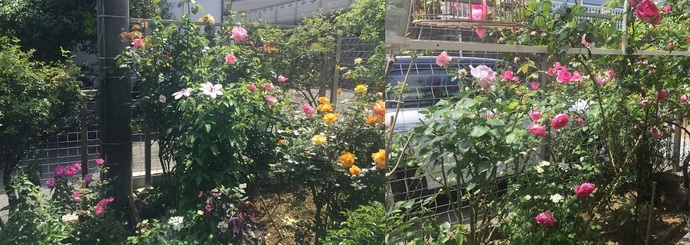 �L�m����̐��ʋ���