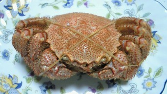 �X�̂������Ȃ����̉�����c �w�@���̖����@�x