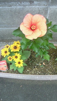 �X�̂������Ȃ����̉�����c �w�@���̖����@�x