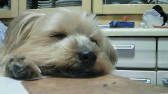 �X�̂������Ȃ����̉�����c �w�@���̖����@�x