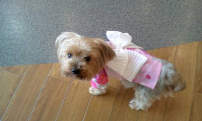 �X�̂������Ȃ����̉�����c �w�@���̖����@�x