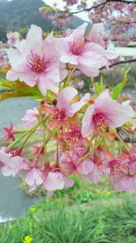 �X�̂������Ȃ����̉�����c �w�@���̖����@�x