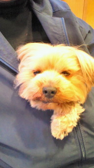 �X�̂������Ȃ����̉�����c �w�@���̖����@�x