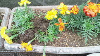 �X�̂������Ȃ����̉�����c �w�@���̖����@�x