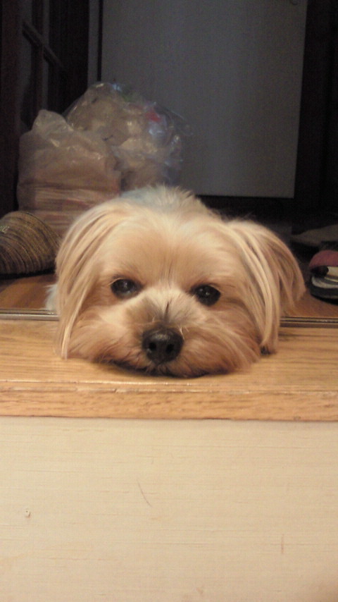 �X�̂������Ȃ����̉�����c �w�@���̖����@�x