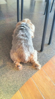 �X�̂������Ȃ����̉�����c �w�@���̖����@�x