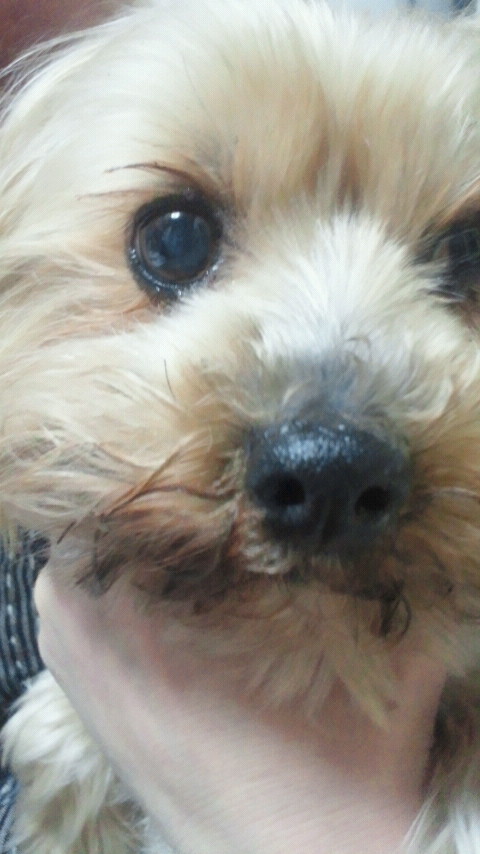 �X�̂������Ȃ����̉�����c �w�@���̖����@�x