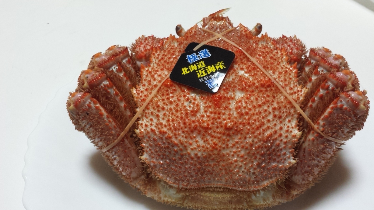 �X�̂������Ȃ����̉�����c �w�@���̖����@�x