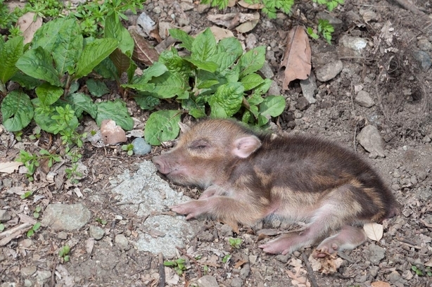 �X�̂������Ȃ����̉�����c �w�@���̖����@�x