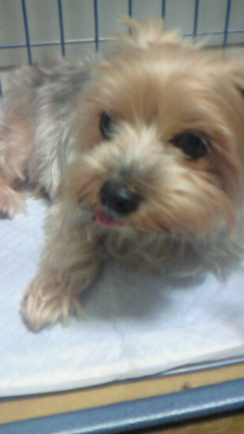 �X�̂������Ȃ����̉�����c �w�@���̖����@�x