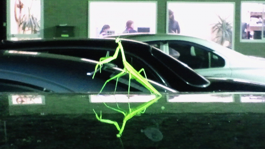 �X�̂������Ȃ����̉�����c �w�@���̖����@�x