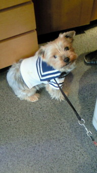 �X�̂������Ȃ����̉�����c �w�@���̖����@�x