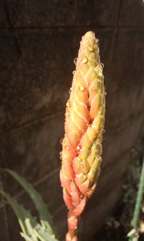 Fw̎qǂւ̑菑