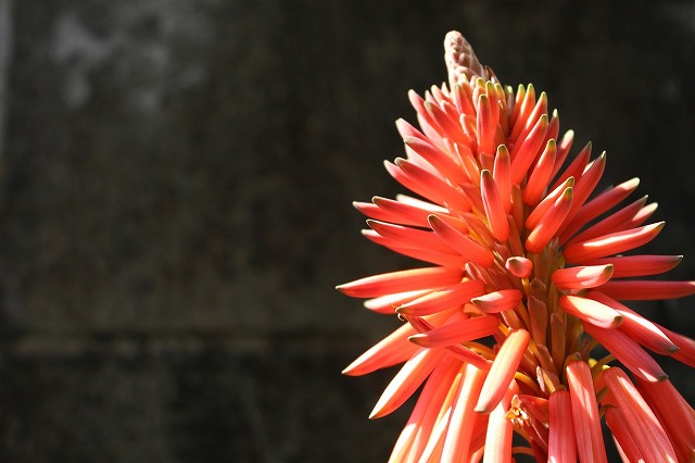 Fw̎qǂւ̑菑