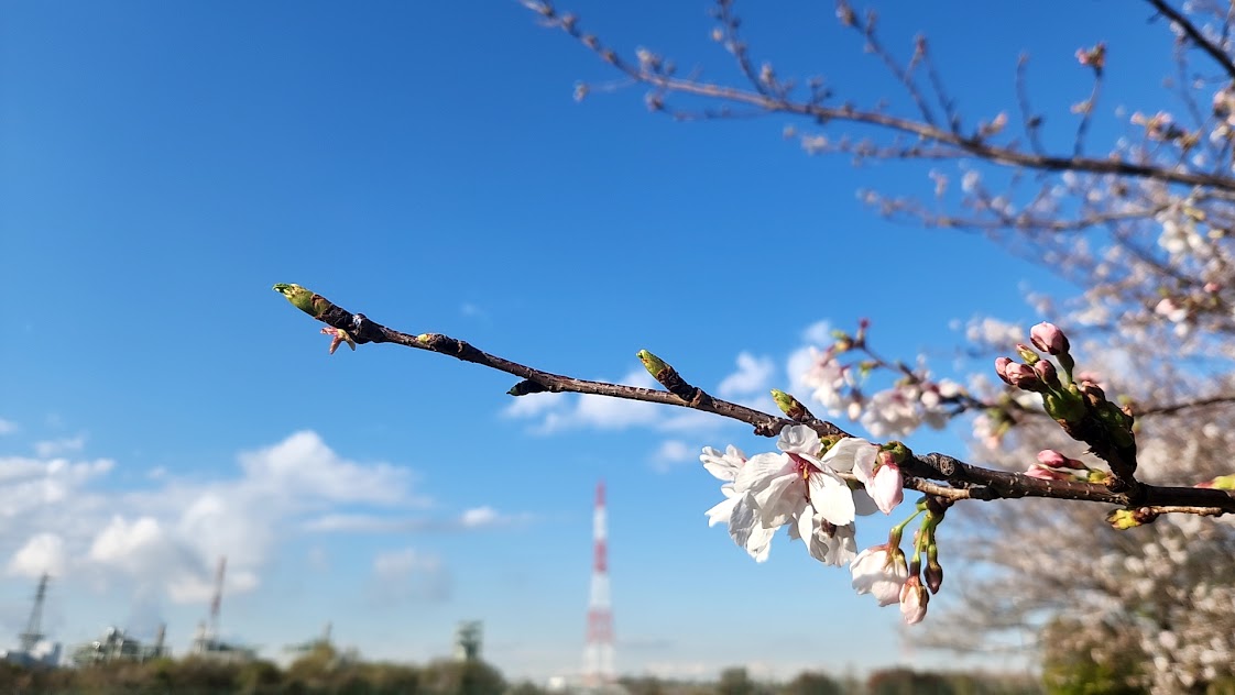 ���Ԍ��ƕs�����i�F��w�̎q�ǂ������ւ̑��菑���j