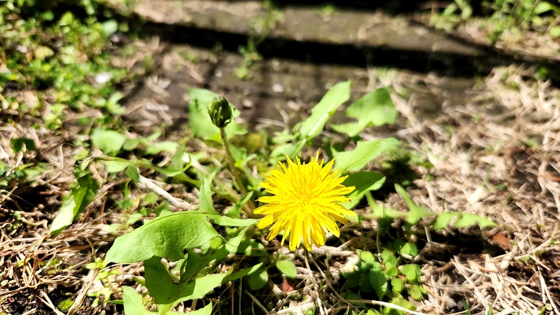 �F��w�̎q�ǂ������ւ̑��菑��